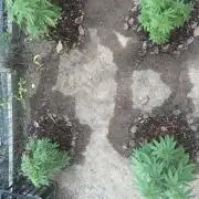 ACT Outdoor Grow 2025/2026