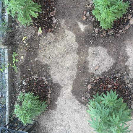 ACT Outdoor Grow 2025/2026