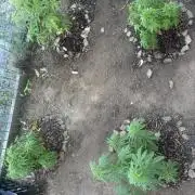 ACT Outdoor Grow 2025/2026