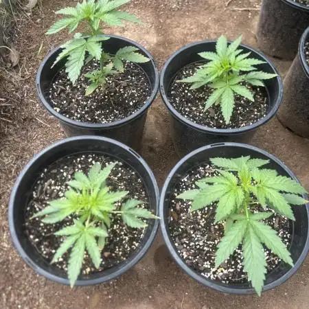 ACT Outdoor Grow 2025/2026
