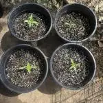 ACT Outdoor Grow 2025/2026