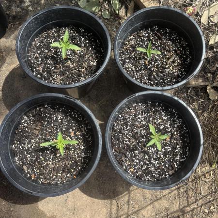 ACT Outdoor Grow 2025/2026
