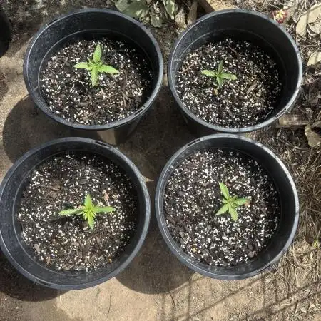 ACT Outdoor Grow 2025/2026