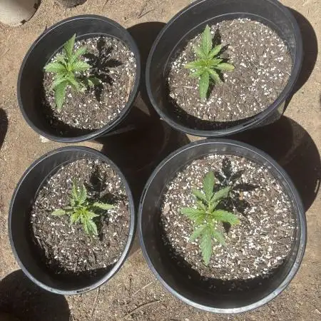 ACT Outdoor Grow 2025/2026