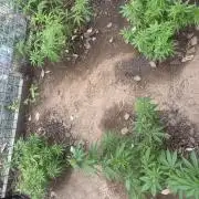 ACT Outdoor Grow 2025/2026