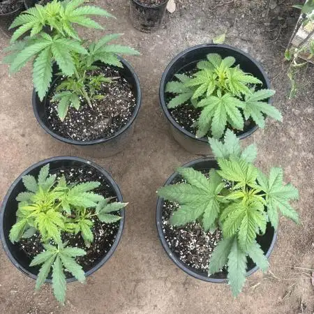 ACT Outdoor Grow 2025/2026
