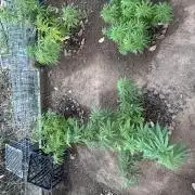 ACT Outdoor Grow 2025/2026