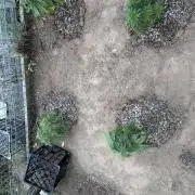 ACT Outdoor Grow 2025/2026