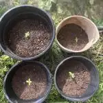 ACT Outdoor Grow 2025/2026