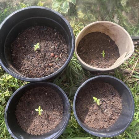 ACT Outdoor Grow 2025/2026