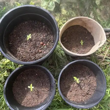 ACT Outdoor Grow 2025/2026