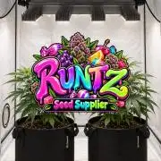 Runtz