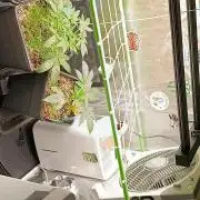 2x FastBuds 1x Barneys Farm