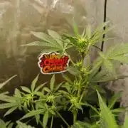 2x FastBuds 1x Barneys Farm