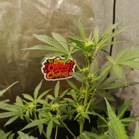 2x FastBuds 1x Barneys Farm