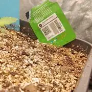 2x FastBuds 1x Barneys Farm