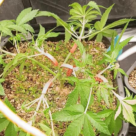 2x FastBuds 1x Barneys Farm