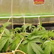 2x FastBuds 1x Barneys Farm