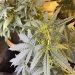 Auto Afghan Kush Feminised