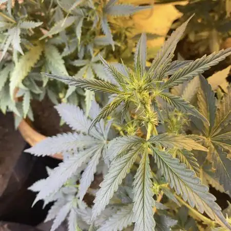 Auto Afghan Kush Feminised