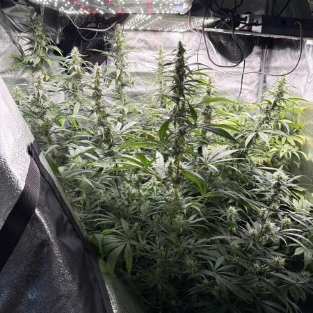 Big Bud / Sensi Seeds