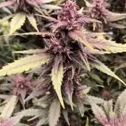 Fast bud LSD-25
