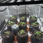 Guava Runtz Auto