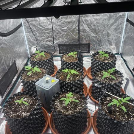 Guava Runtz Auto