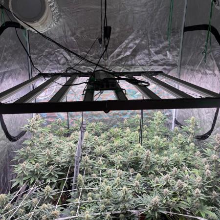 Guava Runtz Auto