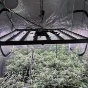 Guava Runtz Auto