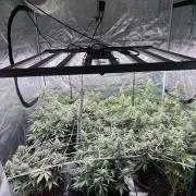 Guava Runtz Auto