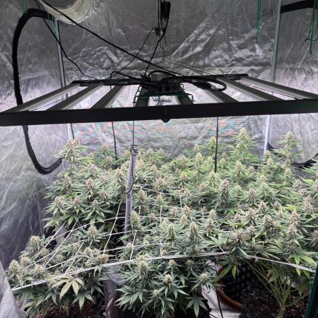 Guava Runtz Auto