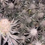 Guava Runtz Auto