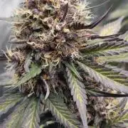 Guava Runtz Auto