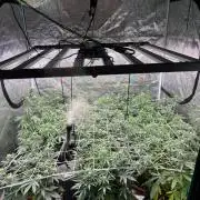 Guava Runtz Auto
