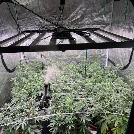 Guava Runtz Auto