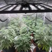 Guava Runtz Auto