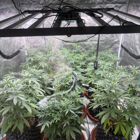 Guava Runtz Auto