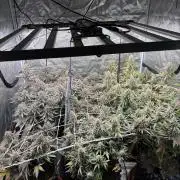 Guava Runtz Auto