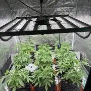 Guava Runtz Auto