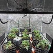 Guava Runtz Auto