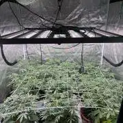 Guava Runtz Auto