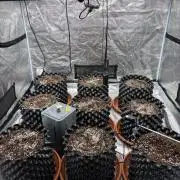 Guava Runtz Auto