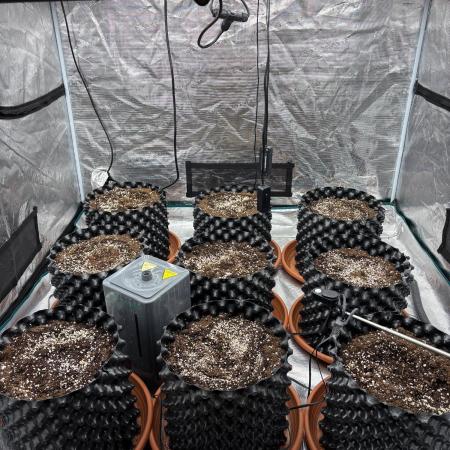 Guava Runtz Auto