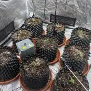 Guava Runtz Auto