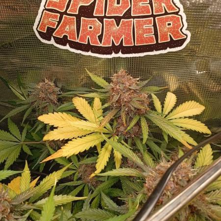 70x70x160 Spider Farmer