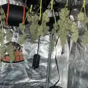 Primer cultivo indoor