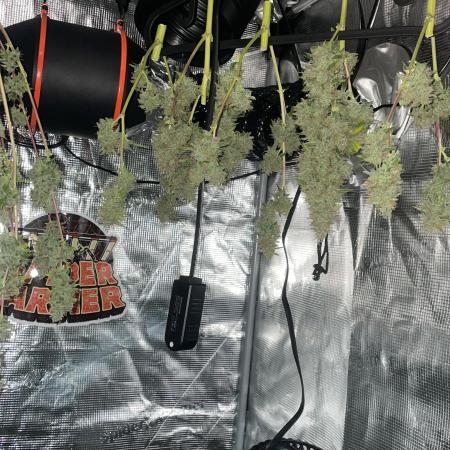 Primer cultivo indoor