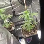 Primer cultivo indoor