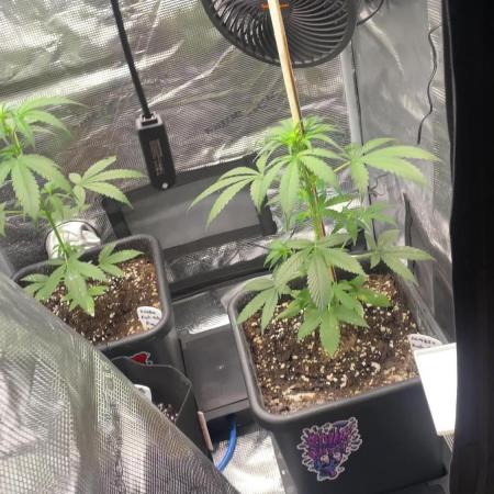 Primer cultivo indoor